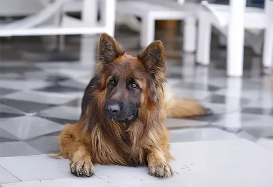 Paws and Relax: Vacationing with Your Furry Friends in Vatsalya Vihar