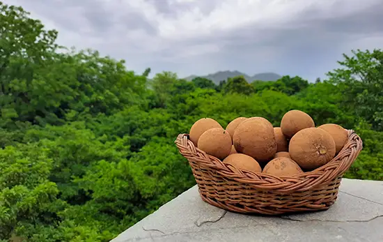 Create lasting memories at Vatsalya Vihar Udaipur, the ultimate family-friendly resort
